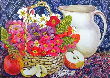 Primula